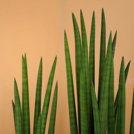 Sansevieria Cylindrica Straight – Zimmerpflanze mit säulenartigen Blättern – potflourri