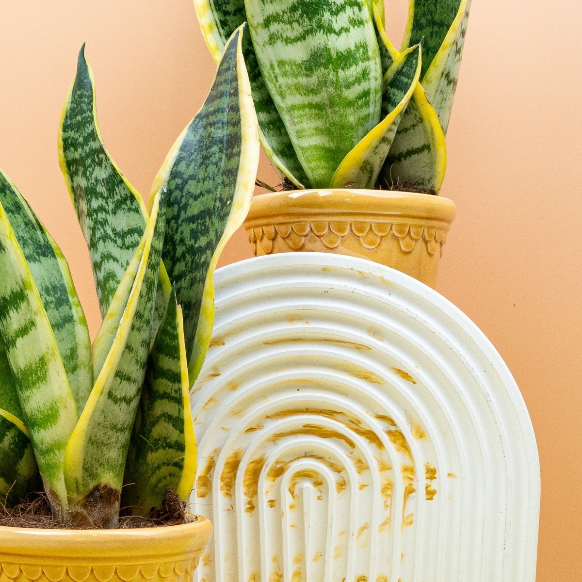 SANSEVIERIA FUTURA SUPERBA online bestellen bei potflourri