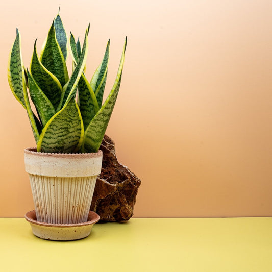 Sansevieria Futura Superba – kompakter Bogenhanf – potflourri