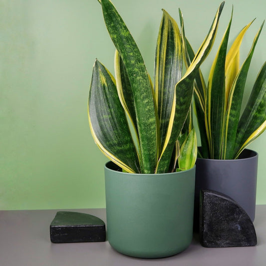 Sansevieria Golden Hahnii – kompakter Bogenhanf – potflourri