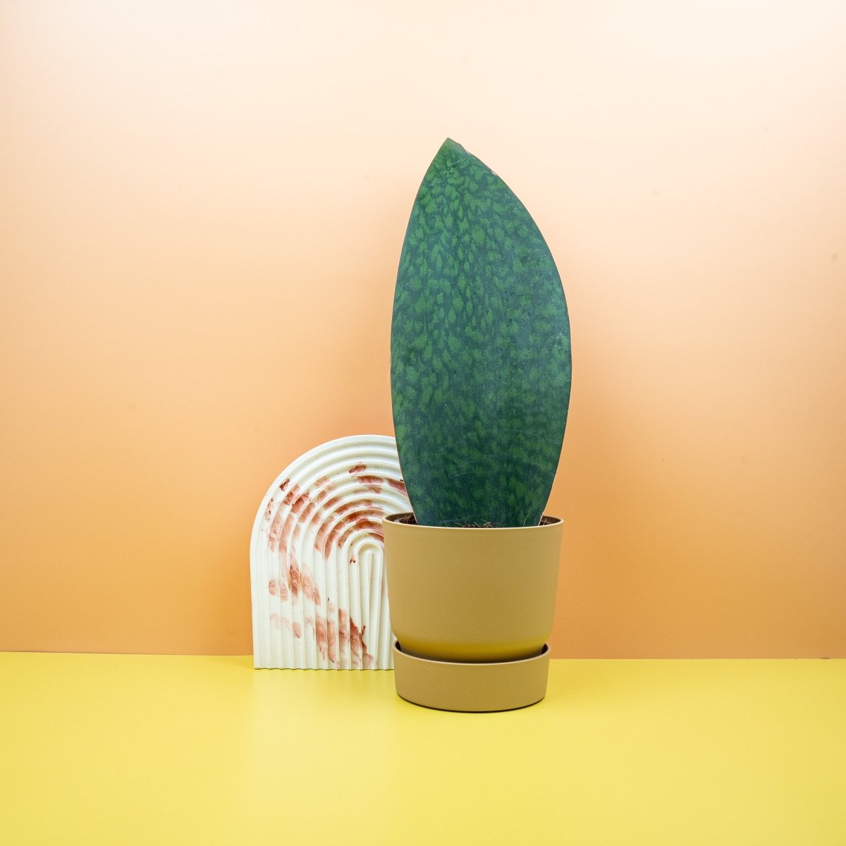 SANSEVIERIA GRANDIS online kaufen bei potflourri