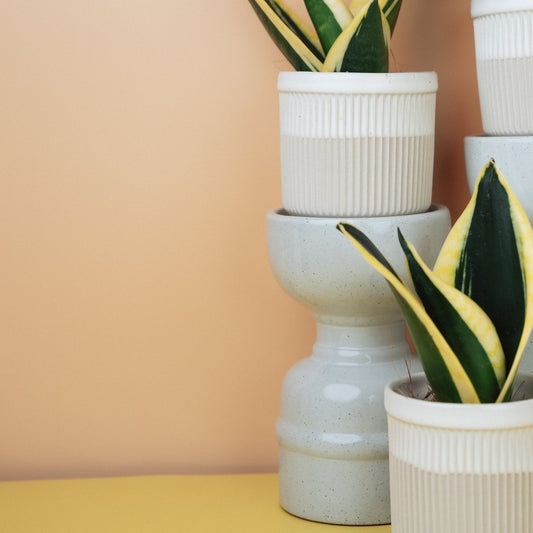 Sansevieria Jade Hahnii – Bogenhanf mit grün-gelben Blättern – potflourri