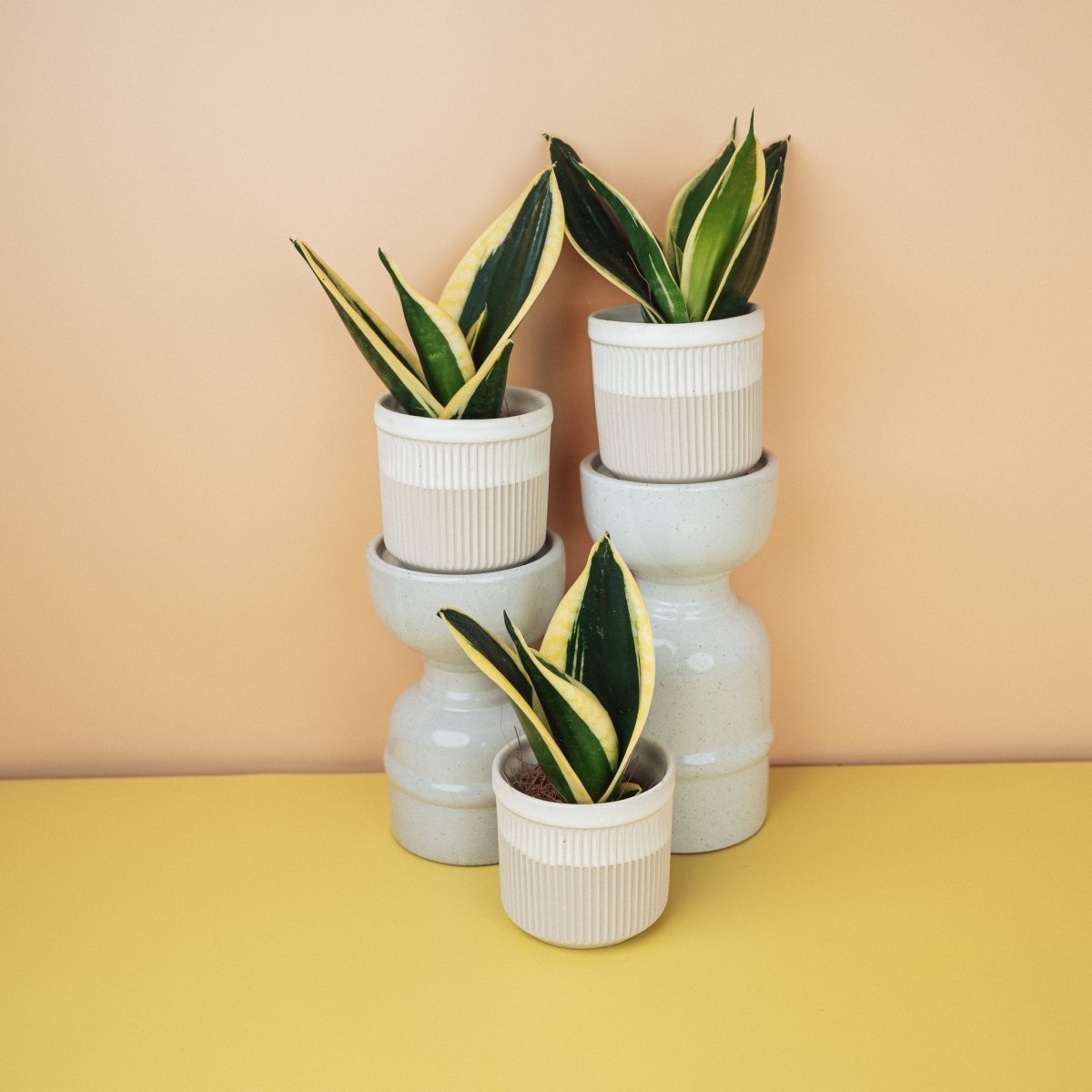 SANSEVIERIA JADE HAHNII online bestellen bei potflourri