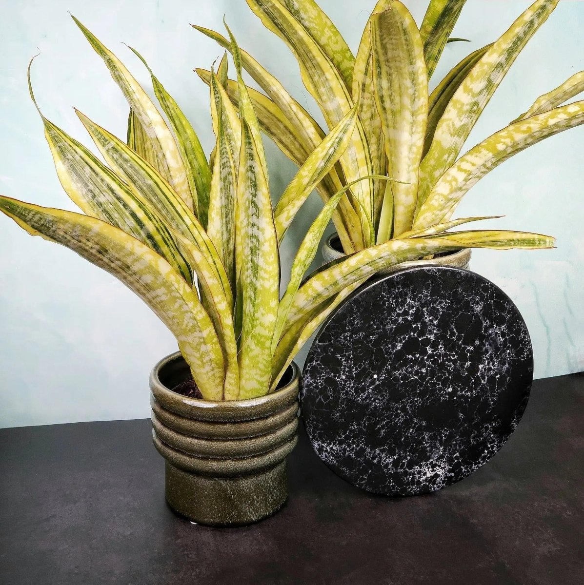 SANSEVIERIA LAUREN online bestellen bei potflourri