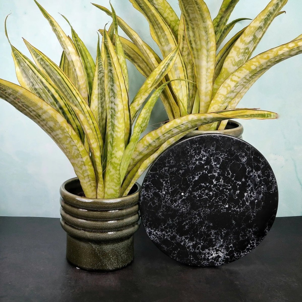 lauren sansevieria SANSEVIERIA LAUREN online kaufen bei potflourri