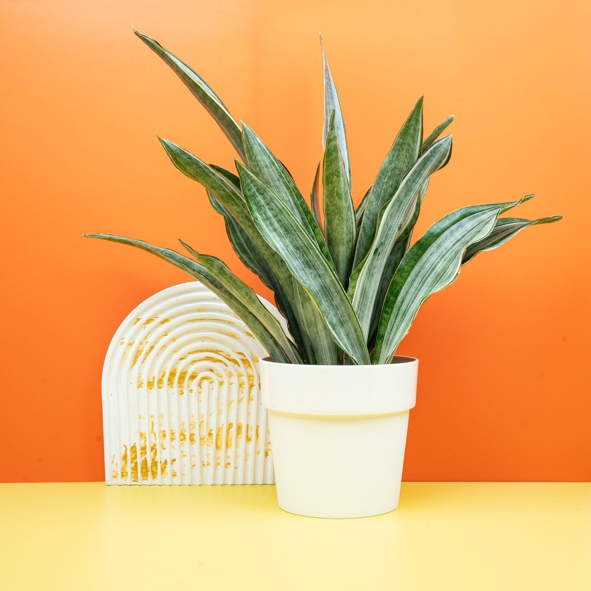 SANSEVIERIA MARLOWE online kaufen bei potflourri
