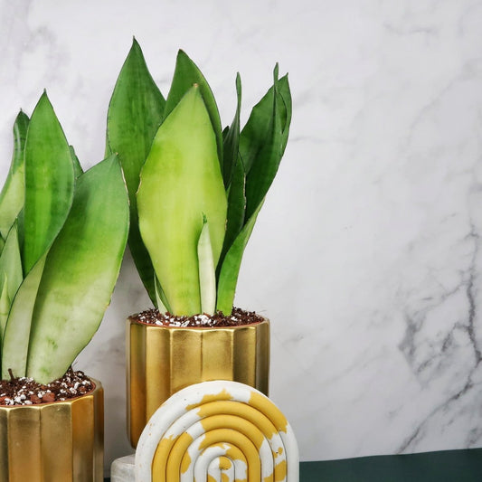SANSEVIERIA MOONSHINE online bestellen bei potflourri