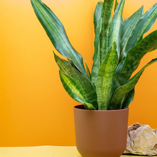 Sansevieria Nite Lite, tiefgrüne Blätter mit gelben Streifen – potflourri
