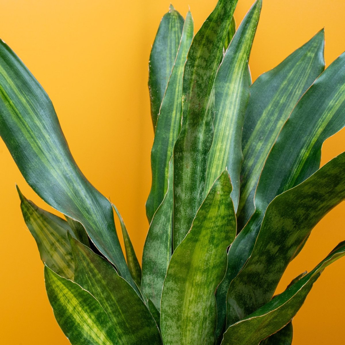 SANSEVIERIA NITE LITE online bestellen bei potflourri