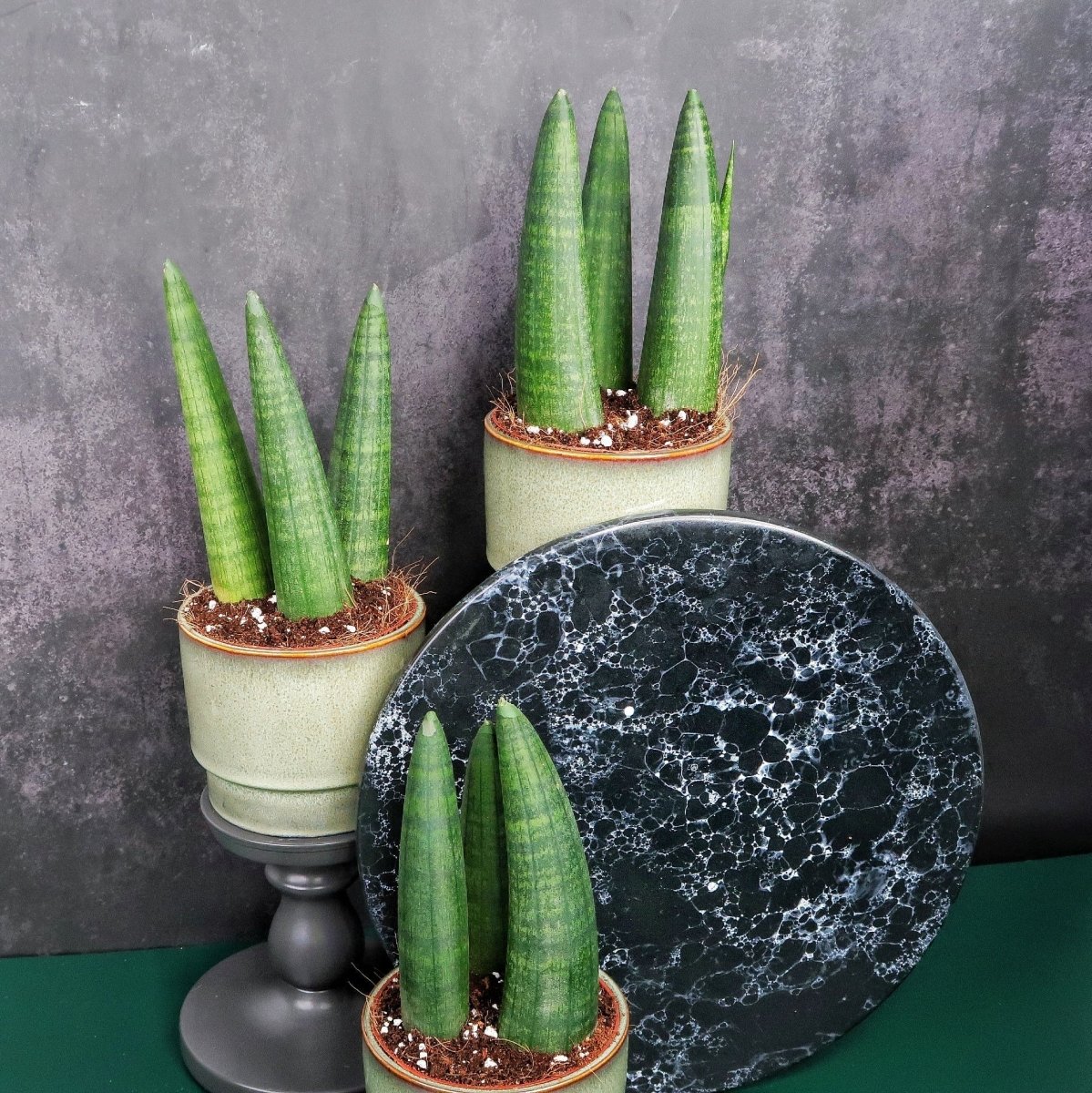SANSEVIERIA RHINO online bestellen bei potflourri