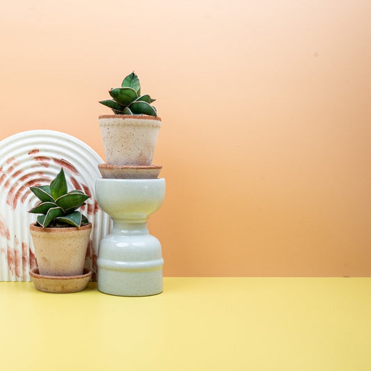 Sansevieria Samurai, rötliche Blattränder – potflourri