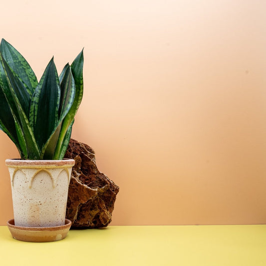 Sansevieria Silver Flame, silbrig-grüne Blätter – potflourri