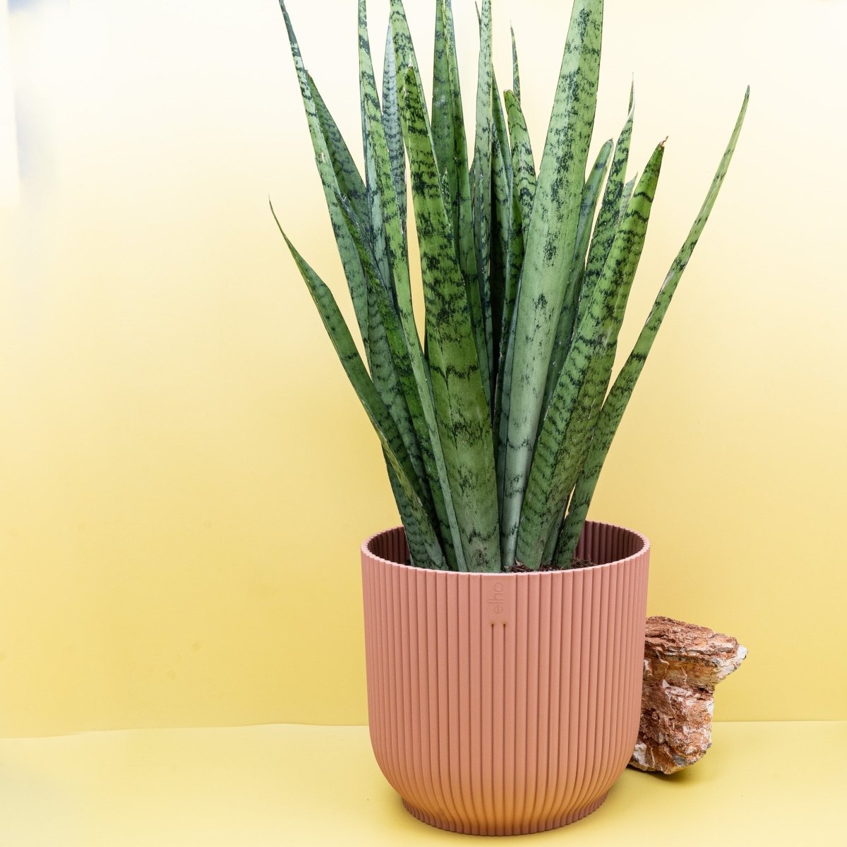 SANSEVIERIA SILVER PRINCESS online kaufen bei potflourri