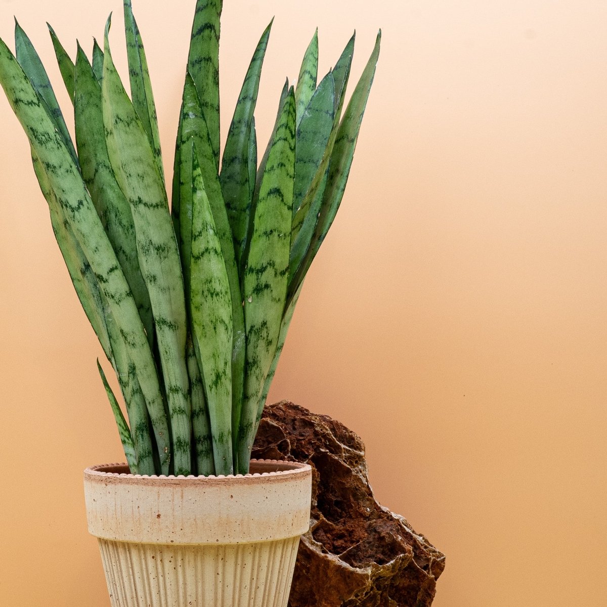 SANSEVIERIA SILVER PRINCESS online bestellen bei potflourri