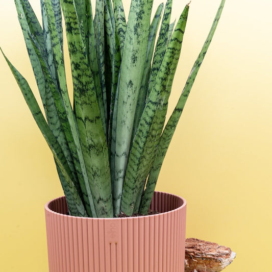 Sansevieria Silver Princess, silbergraue Blätter – potflourri