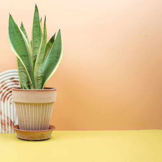 Sansevieria Snow White – Bogenhanf mit hellem Blattrand – potflourri