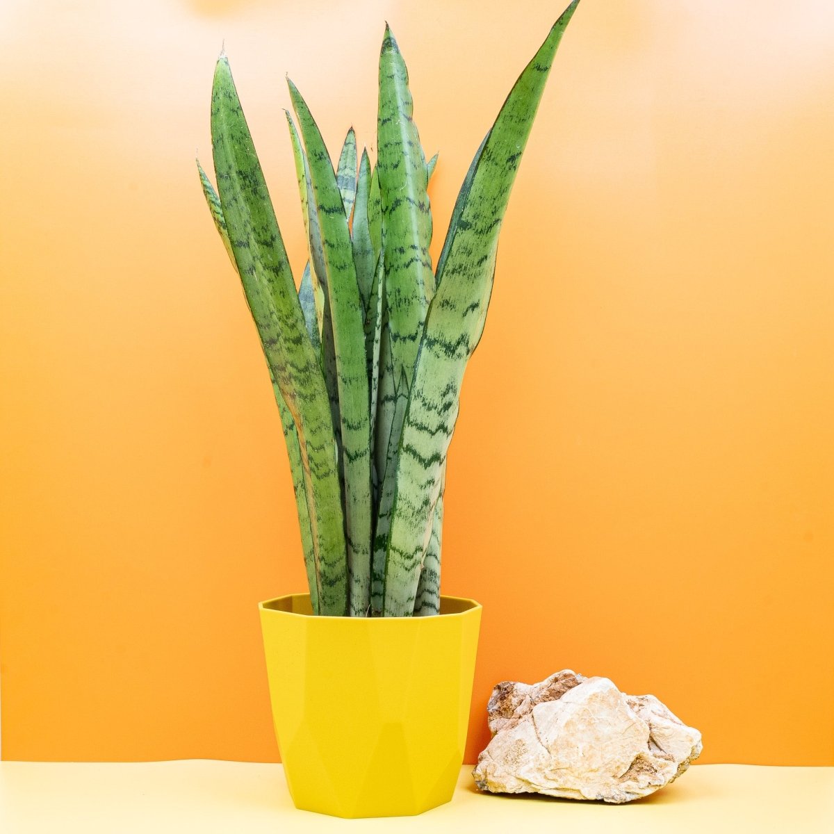 SANSEVIERIA SPEARMINT online kaufen bei potflourri