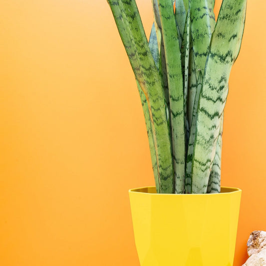 Sansevieria Spearmint, schlanke Blätter in Grün und Silber – potflourri