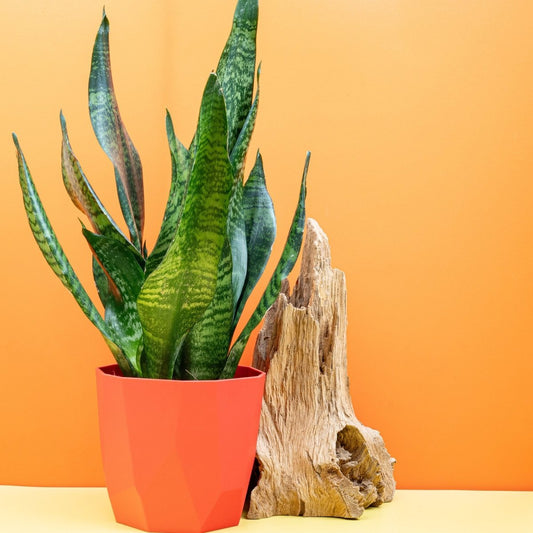 Sansevieria Super Green, kräftig grüne Blätter – potflourri