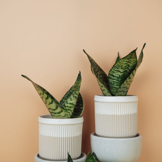 Sansevieria Trifasciata Hahnii – Bogenhanf mit gemusterten Blättern – potflourri