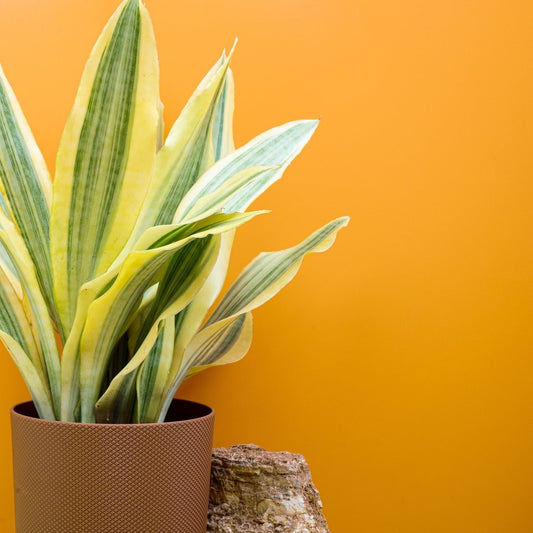 SANSEVIERIA YELLOWSTONE online bestellen bei potflourri