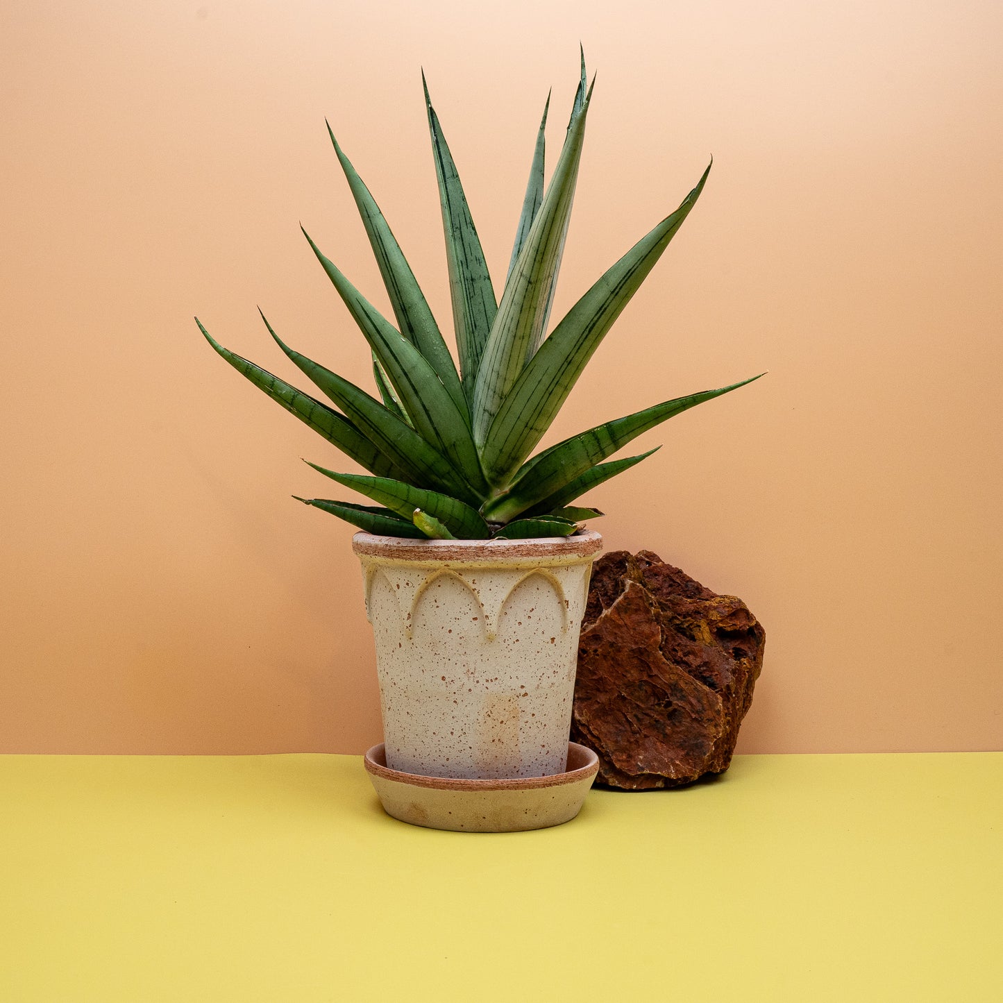 Sansevieria Comet Laurel Grey, straff aufrechter Wuchs – potflourri