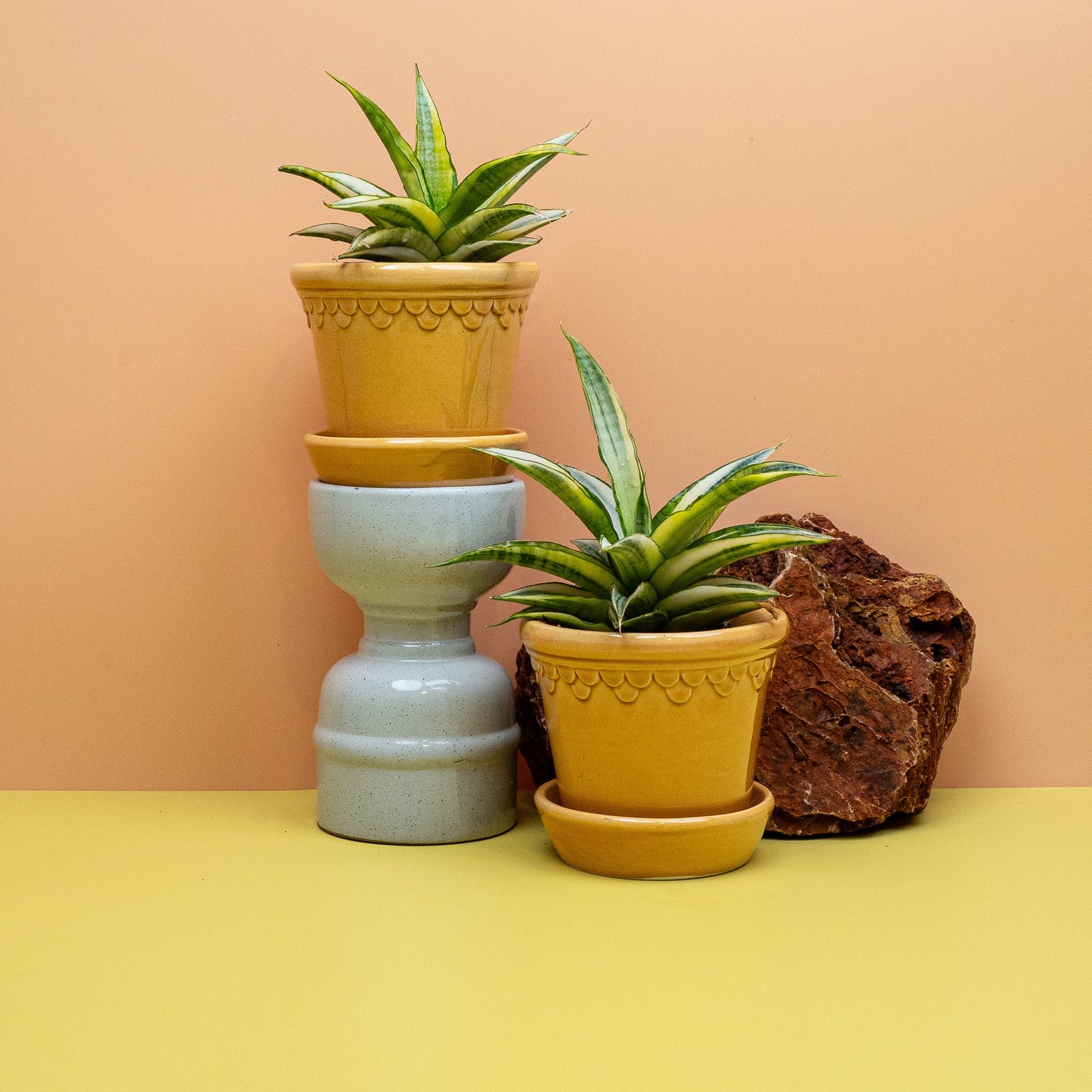Sansevieria Gabriella Crown, pflegeleichter Bogenhanf für helle bis halbschattige Plätze