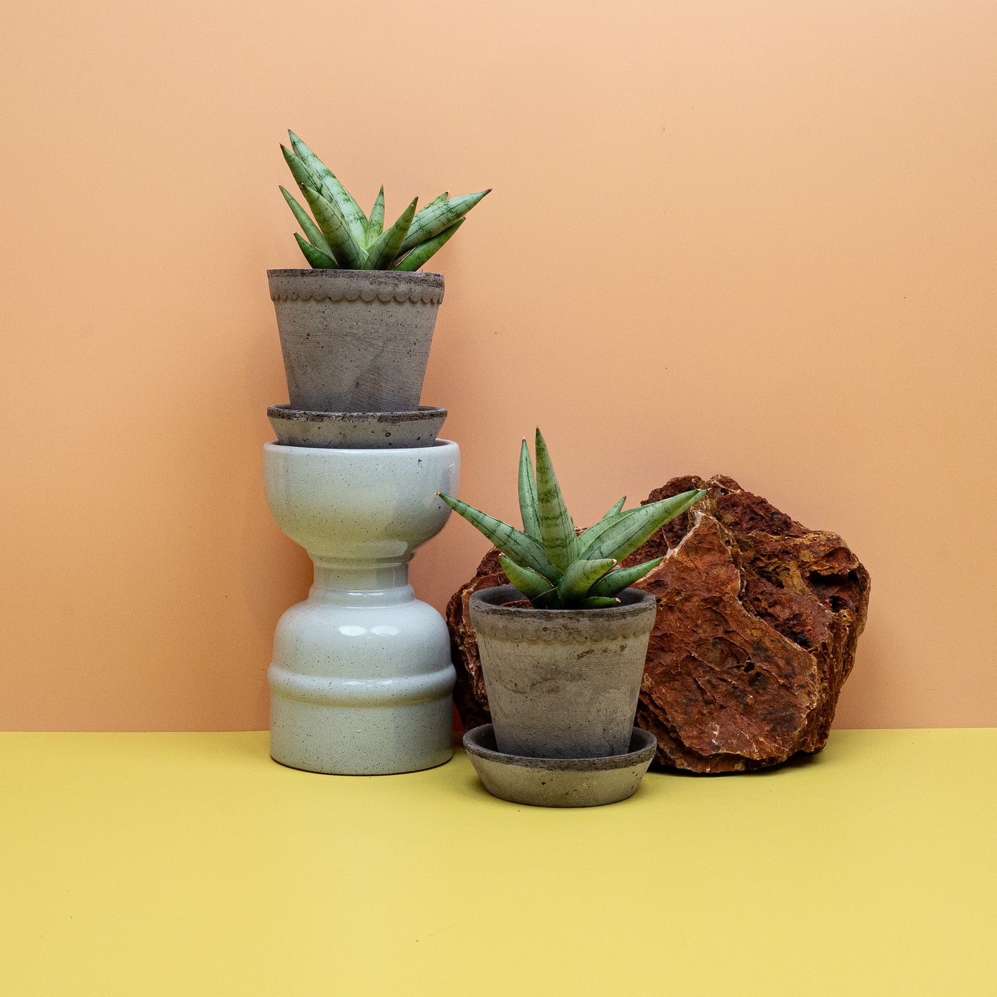 Sansevieria Silver Crown, Gesamtansicht der Jungpflanze – potflourri