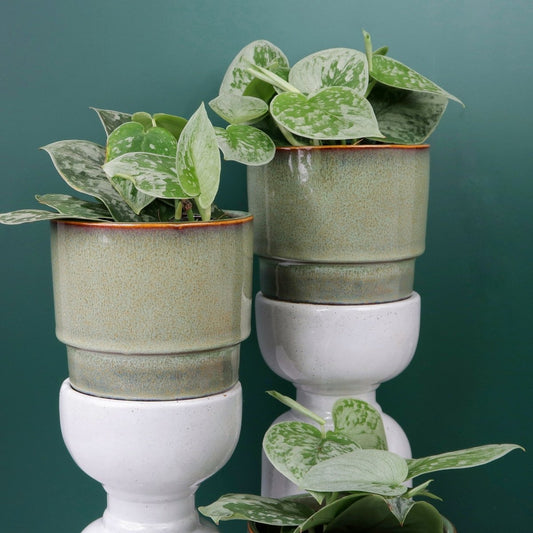 Scindapsus Pictus Silver Ann – Zimmerpflanze mit silbriger Zeichnung – potflourri