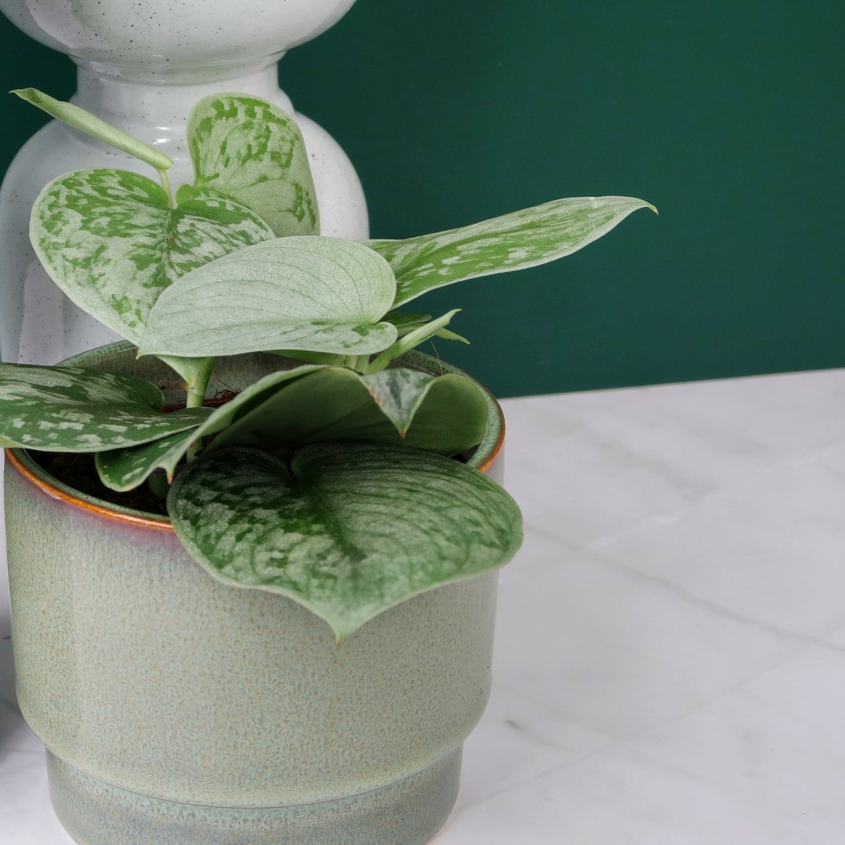 SCINDAPSUS PICTUS SILVER ANN online bestellen bei potflourri