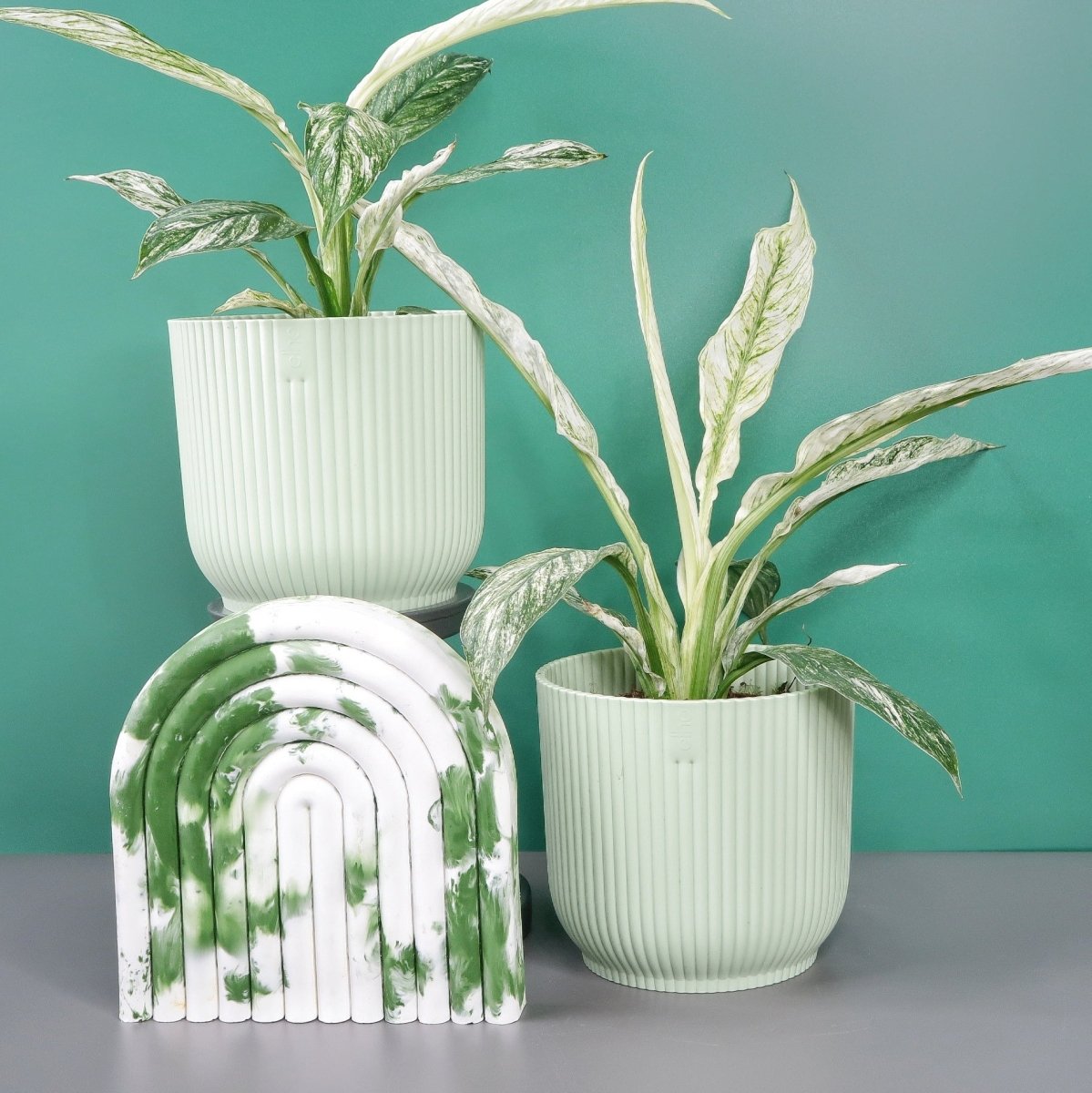 SPATHIPHYLLUM SENSATION VARIEGATA online bestellen bei potflourri