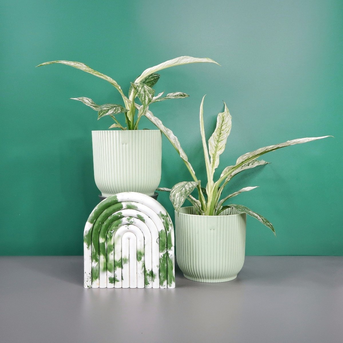 aucubaefolia zimmerpflanze SPATHIPHYLLUM SENSATION VARIEGATA kaufen bei potflourri