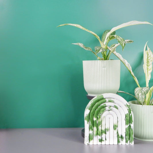 SPATHIPHYLLUM SENSATION VARIEGATA online bestellen bei potflourri