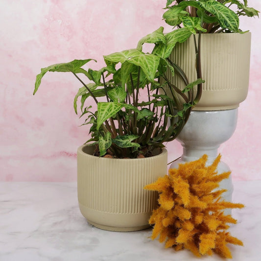 Syngonium Batik – Zimmerpflanze mit Netzzeichnung – potflourri