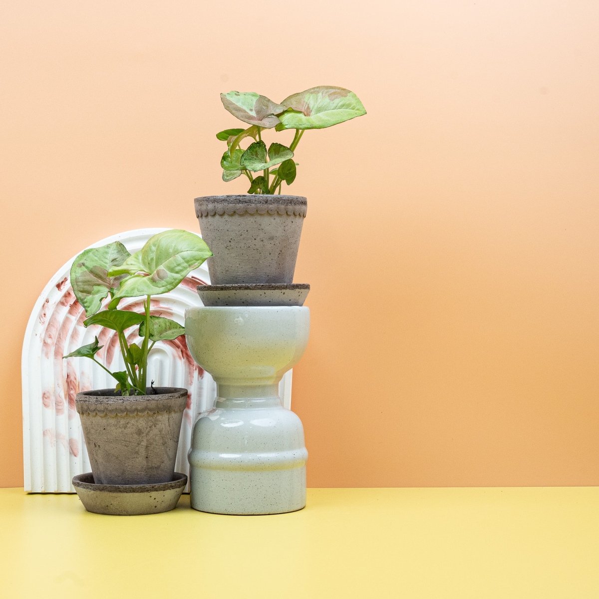 SYNGONIUM CONFETTI online bestellen bei potflourri