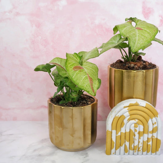 SYNGONIUM CONFETTI online bestellen bei potflourri