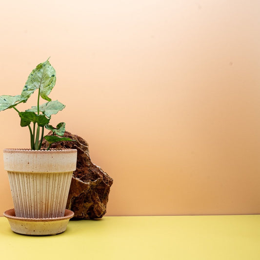 SYNGONIUM GREEN SPLASH online bestellen bei potflourri