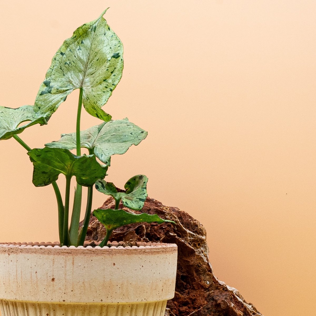 SYNGONIUM GREEN SPLASH online bestellen bei potflourri