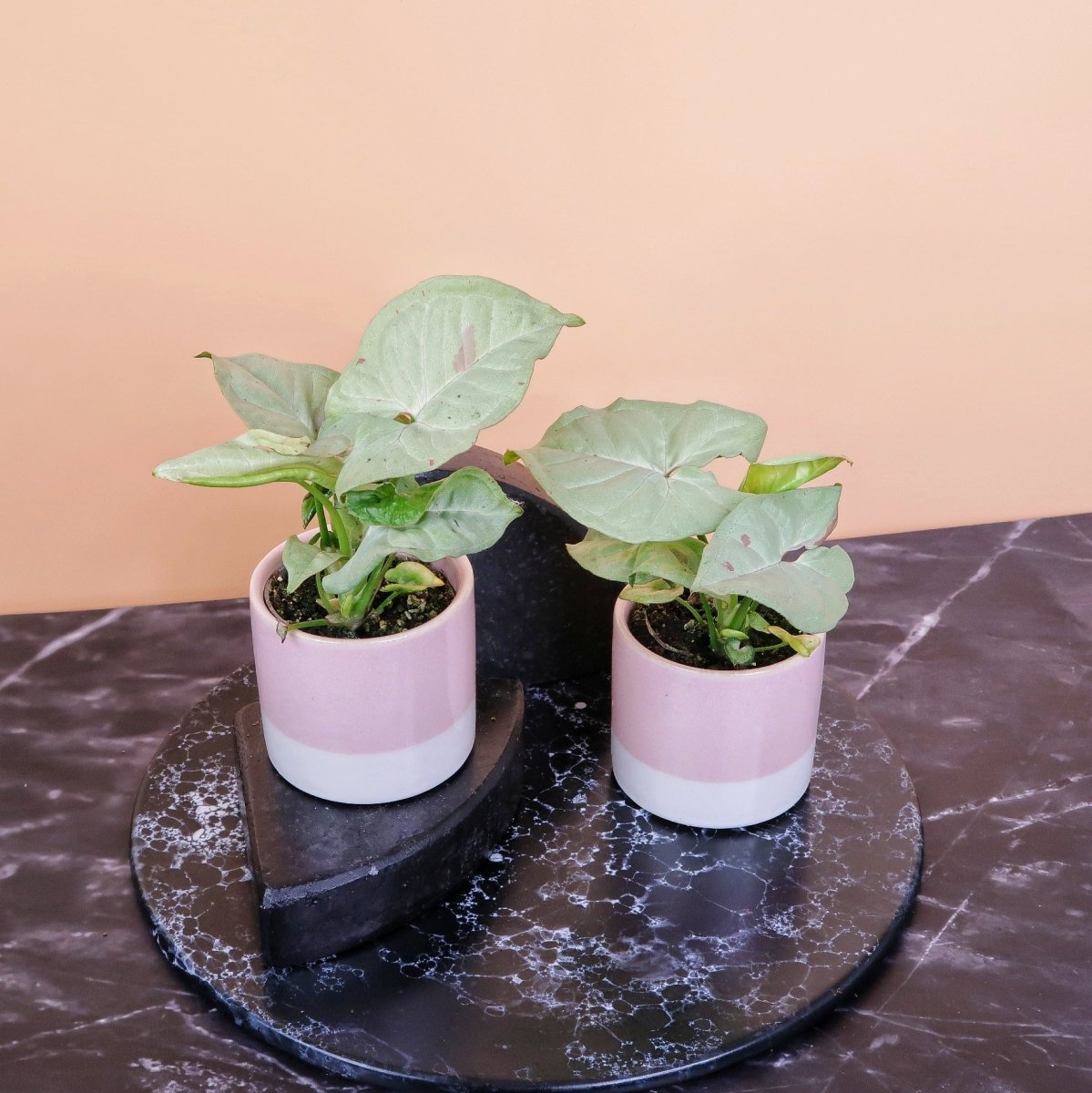 SYNGONIUM MILK CONFETTI online bestellen bei potflourri