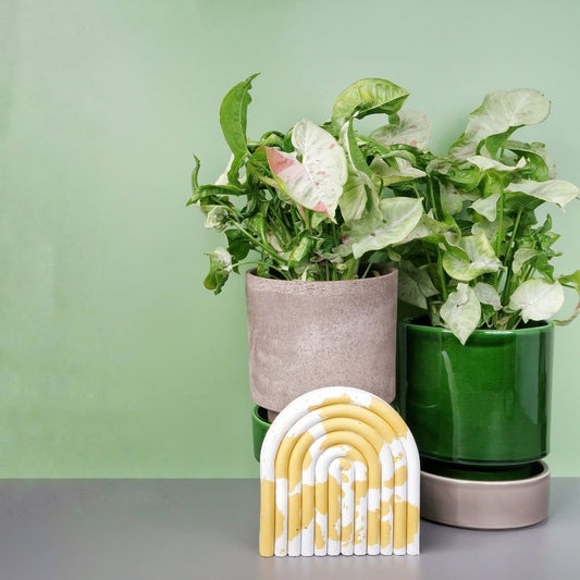 Syngonium Milk Confetti – Zimmerpflanze mit cremeweißem Laub von potflourri