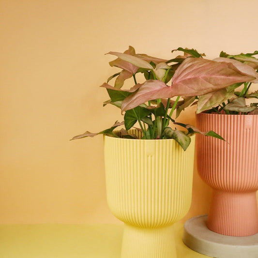Syngonium Pink Splash – Pfeilblatt mit pinken Sprenkeln – potflourri