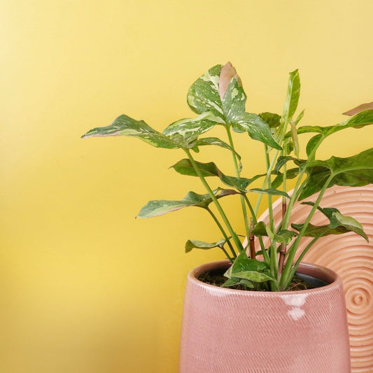 SYNGONIUM TRICOLOR online bestellen bei potflourri