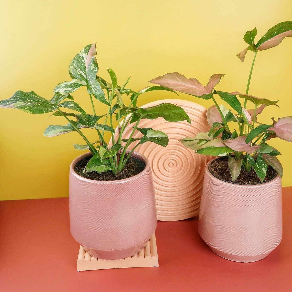 SYNGONIUM TRICOLOR online bestellen bei potflourri