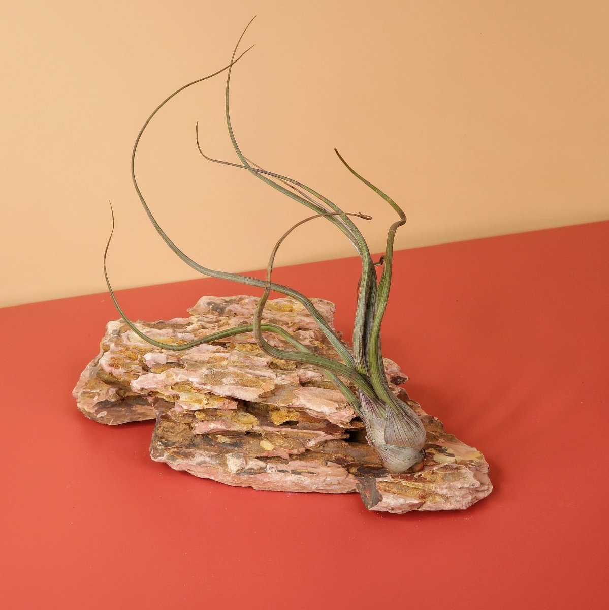 TILLANDSIA BAILEYI online bestellen bei potflourri