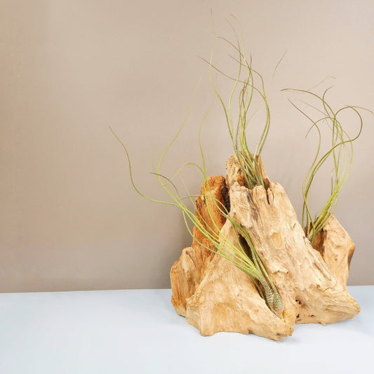 TILLANDSIA BUTZII online bestellen bei potflourri