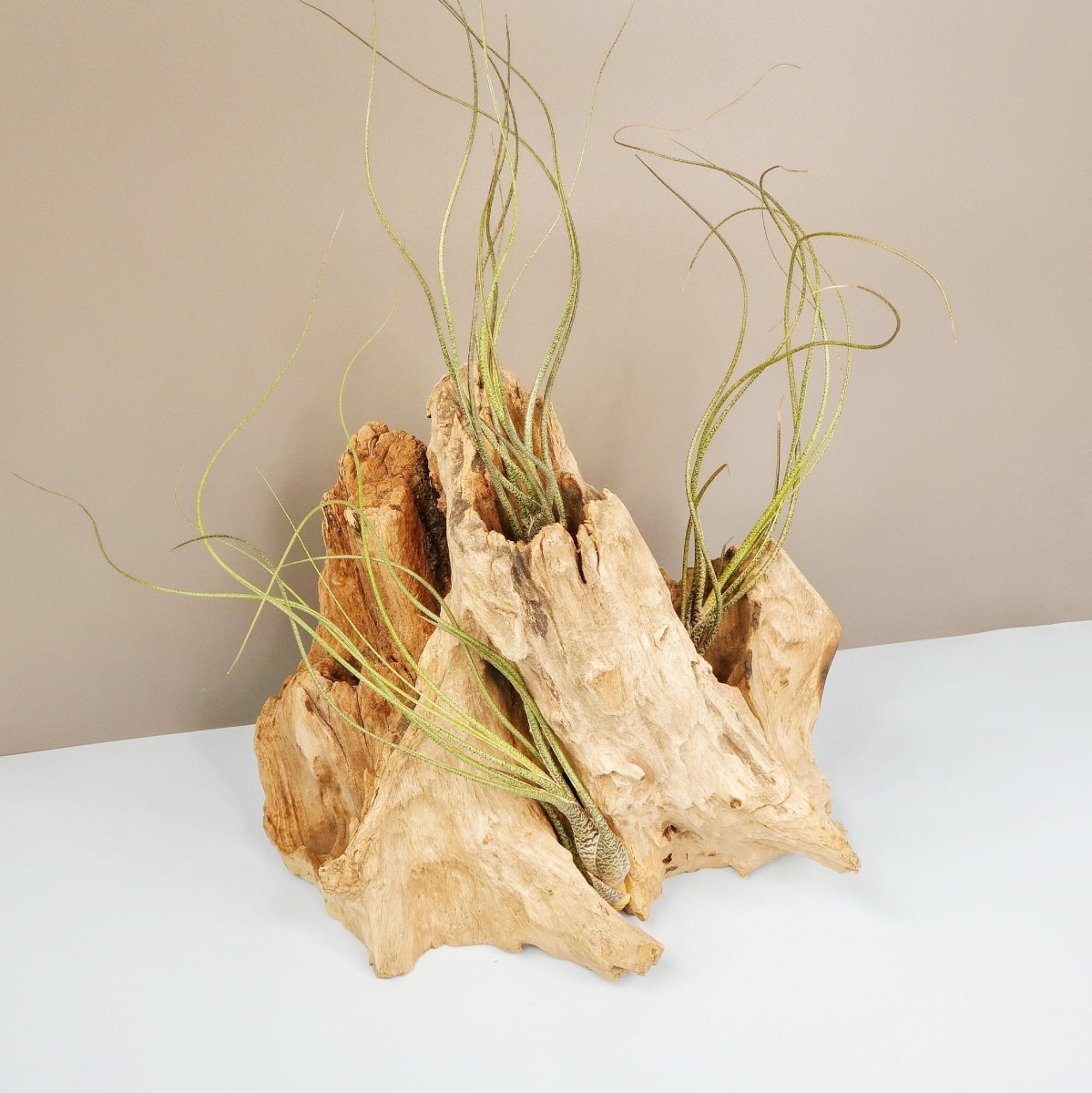 TILLANDSIA BUTZII online bestellen bei potflourri