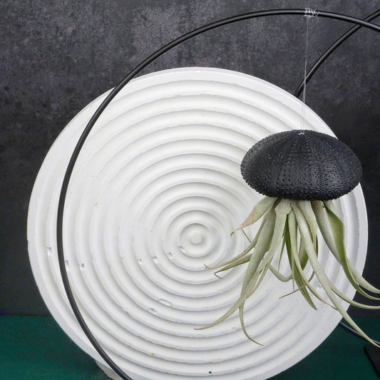 TILLANDSIA CAPITATA - BLACK online bestellen bei potflourri