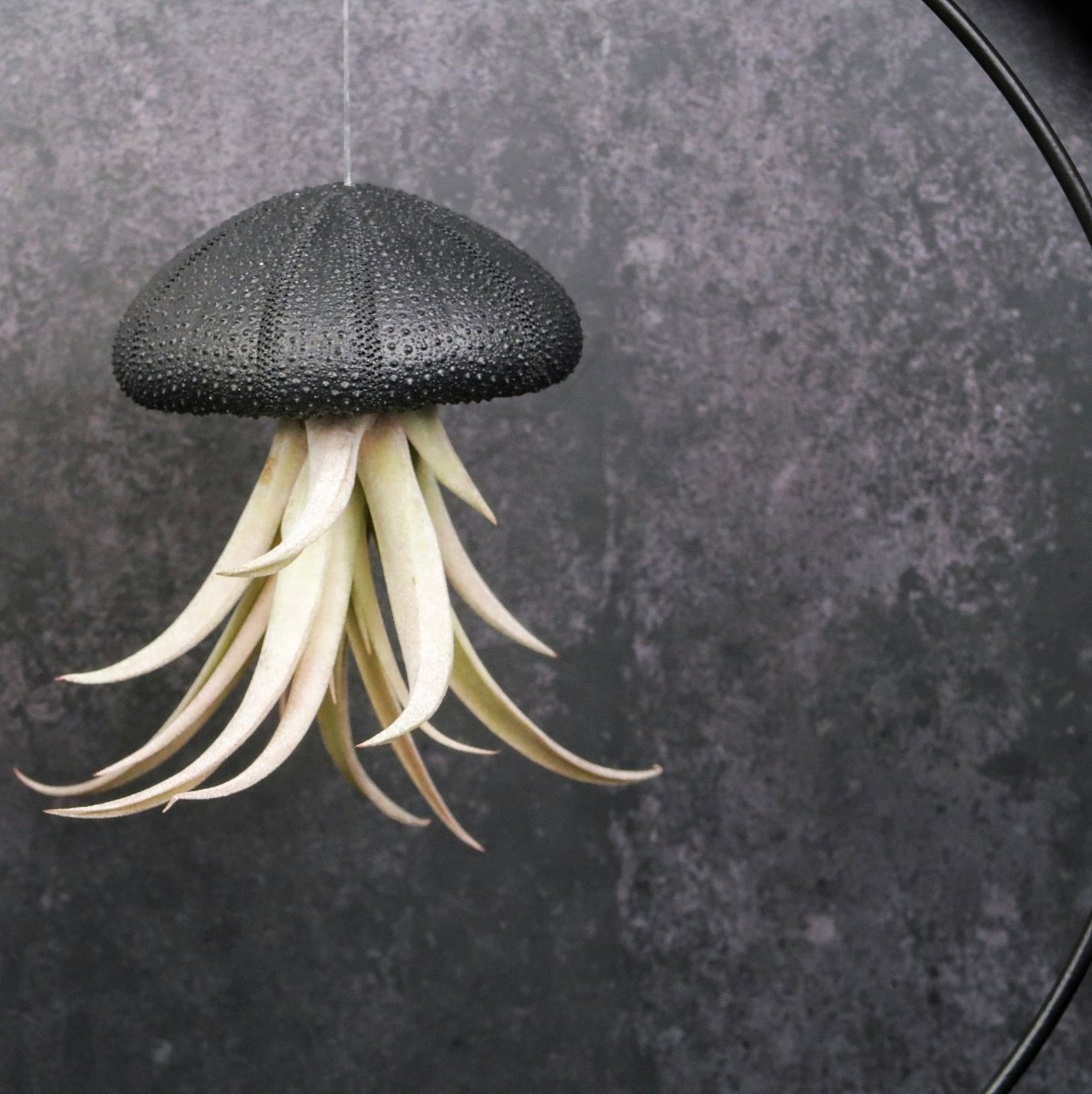 TILLANDSIA CAPITATA - BLACK online bestellen bei potflourri