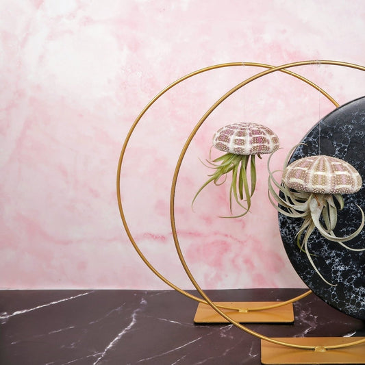 TILLANDSIA CAPITATA - NATUR online bestellen bei potflourri