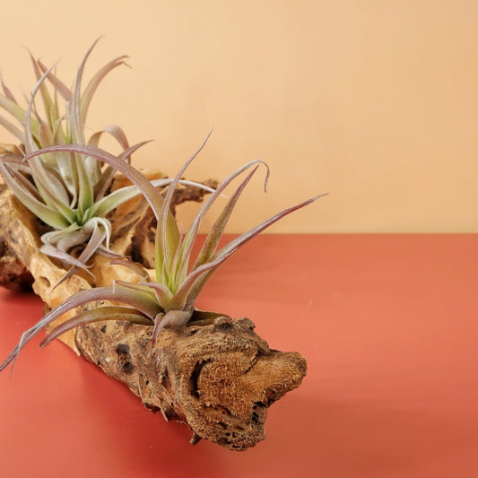 TILLANDSIA CAPITATA PEACH online bestellen bei potflourri
